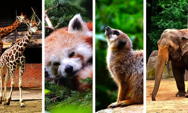 ZOO Liberec zielona enklawa w samym środku miasta