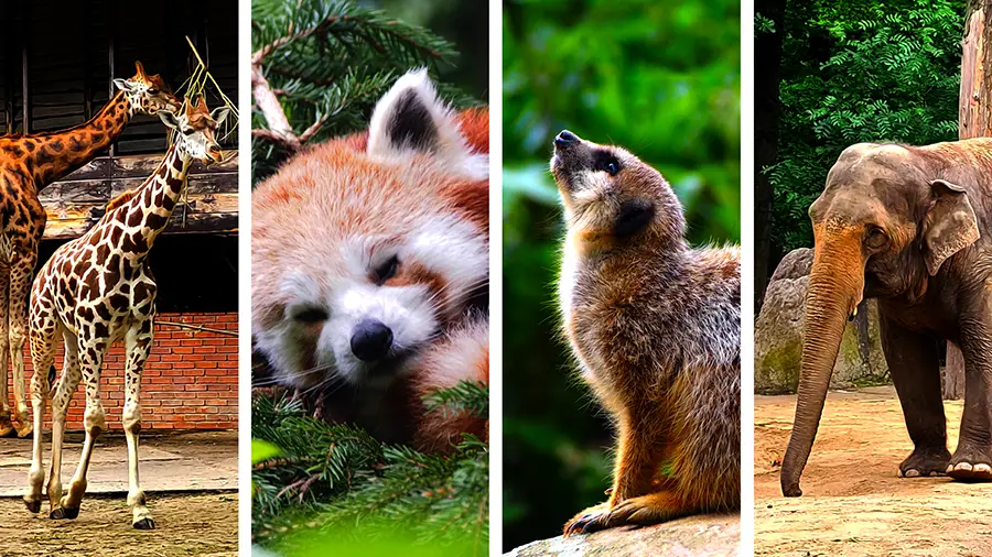 ZOO Liberec zielona enklawa w samym środku miasta