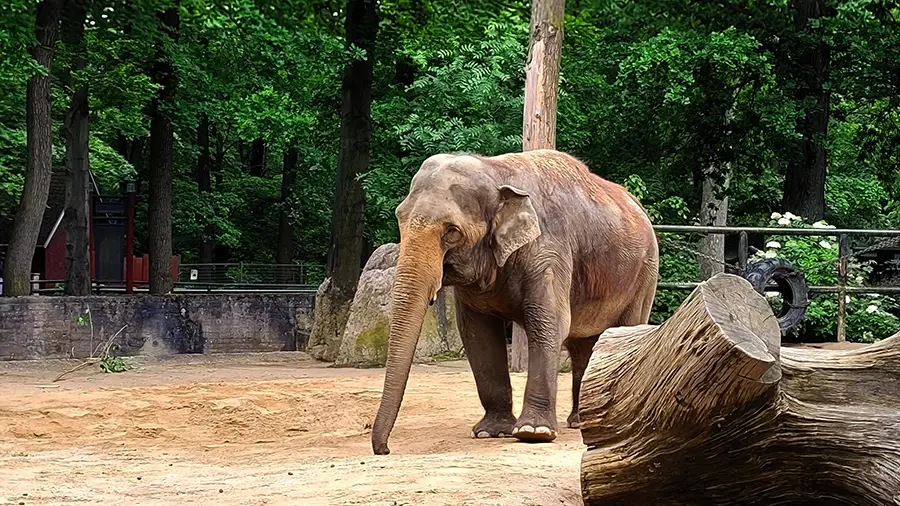 Słoń z Zoo w Libercu w Czechach