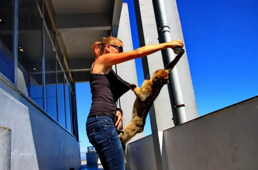 Walka małpy z Magdą o puszkę napoju