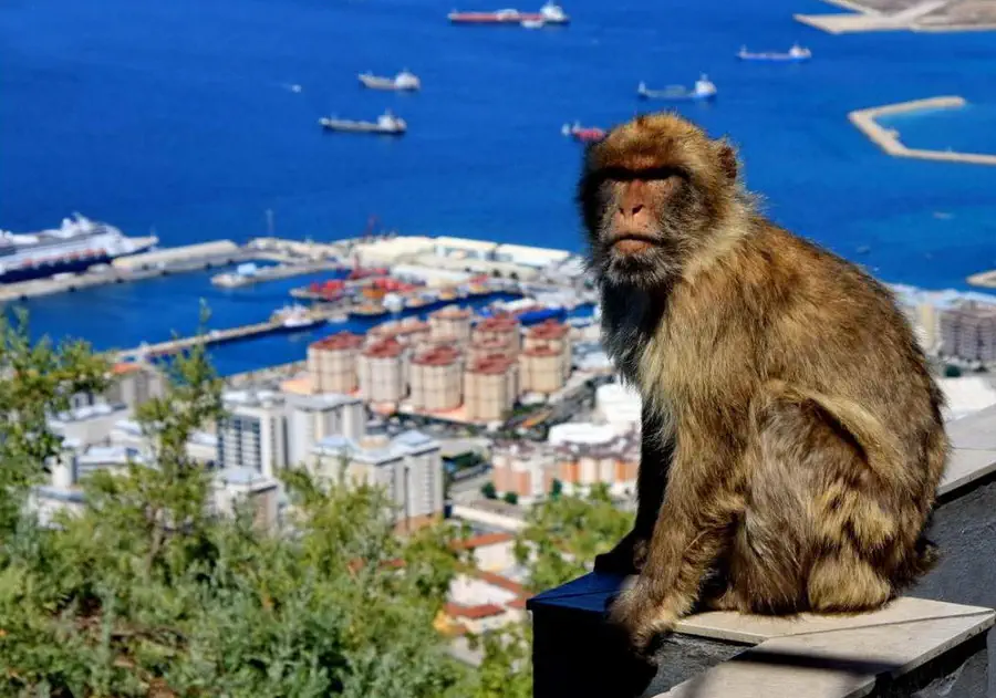 Małpy Makaki z Gibraltaru