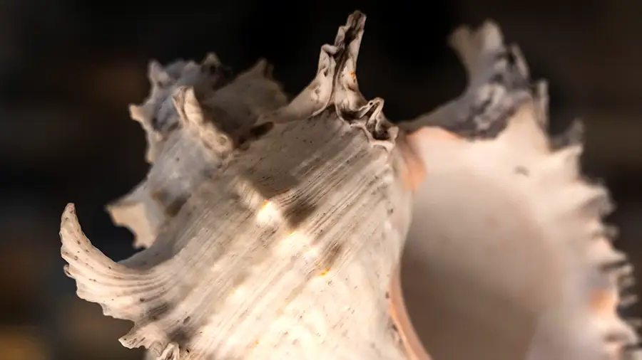 Muszla z muzeum w Cambridge