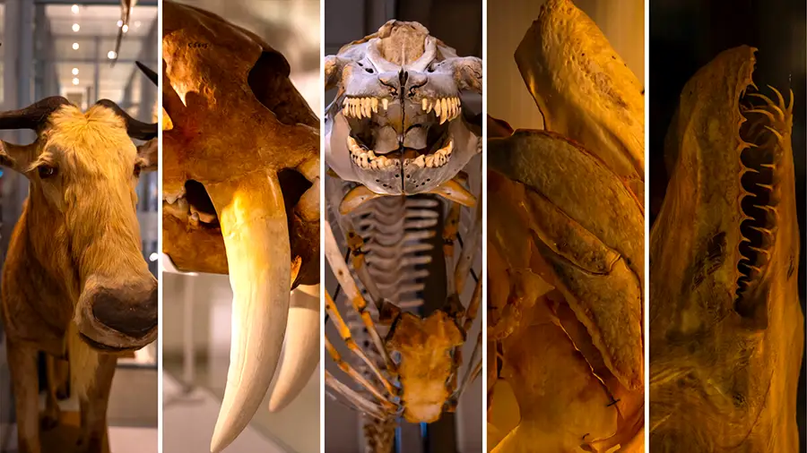 Stare kości z Muzeum Zoologii w Cambridge