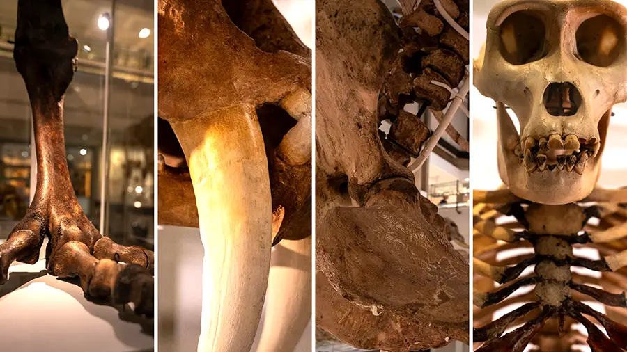 Kości i szkielety z Muzeum Zoologii w Cambridge