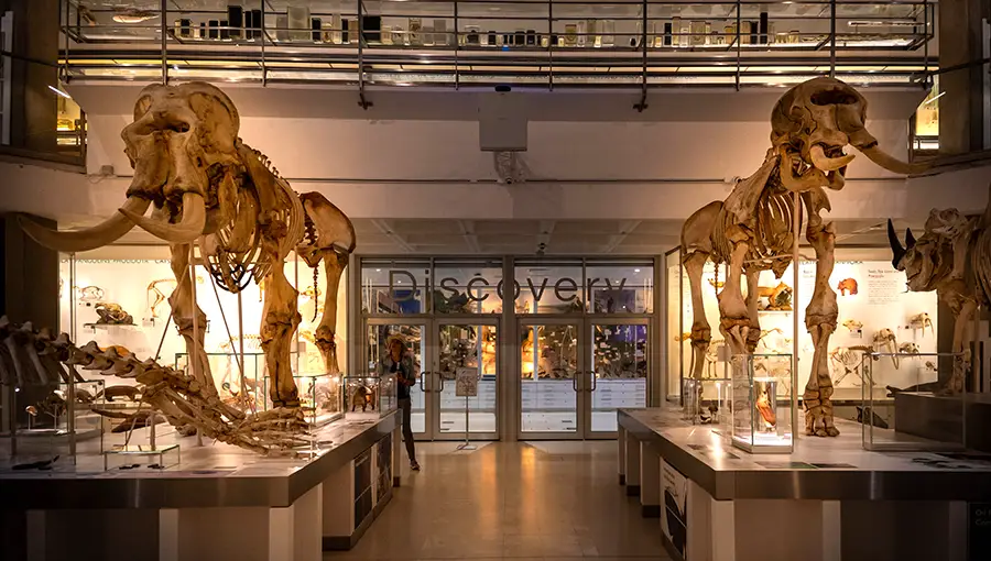 Kości zwierząt w Muzeum Zoologii w Cambridge