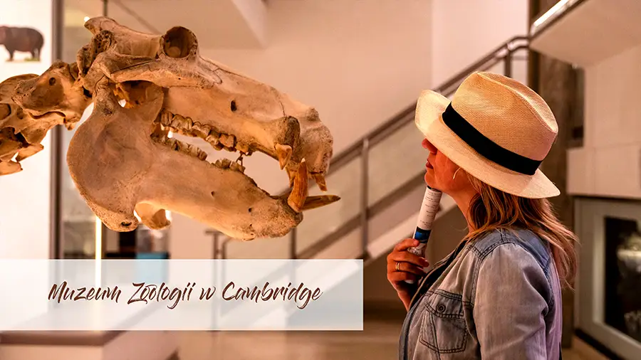 Muzeum Zoologii w Cambridge historia i zwiedzanie