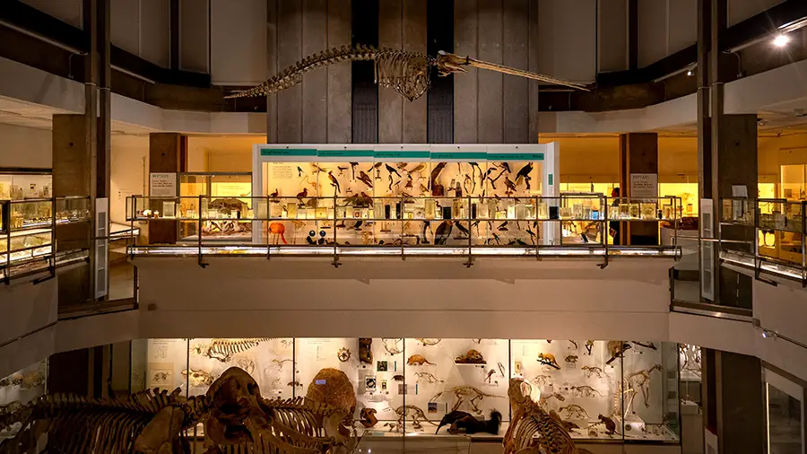 Jedna z sal w Muzeum Zoologii w Cambridge