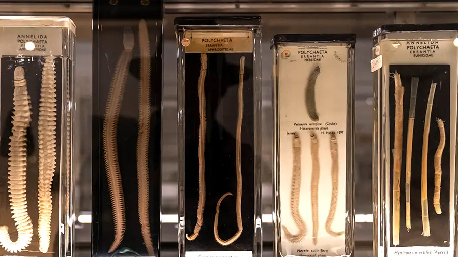 Muzeum Zoologii w Cambridge i okazy w słoikach