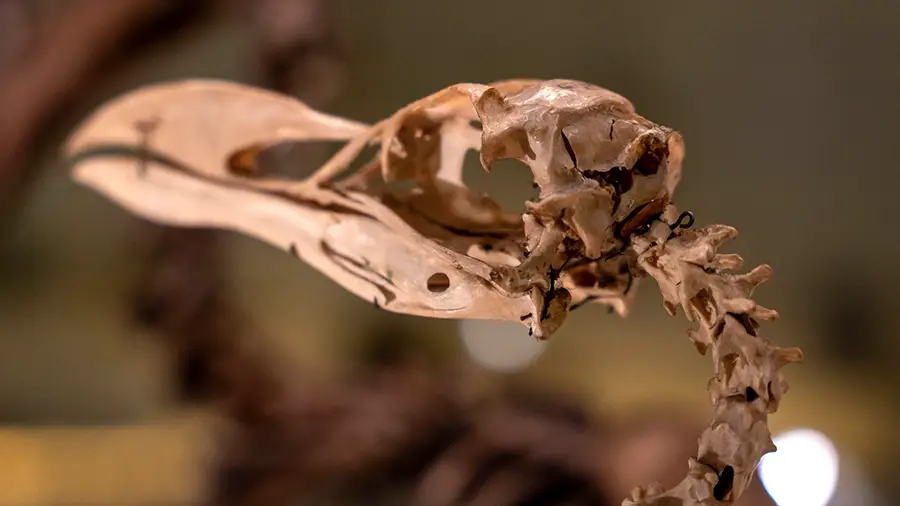 Szkielet ptaka z muzeum zoologii w Cambridge