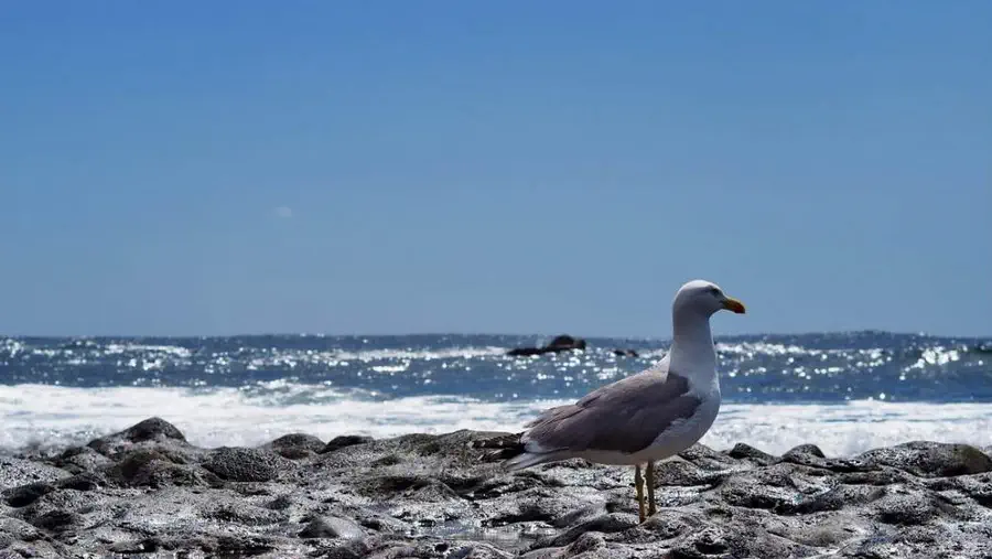 Mewa na wyspie Lanzarote nad brzegiem morza