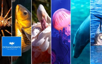 Oceanarium w Walencji podwodna przygoda w akwarium