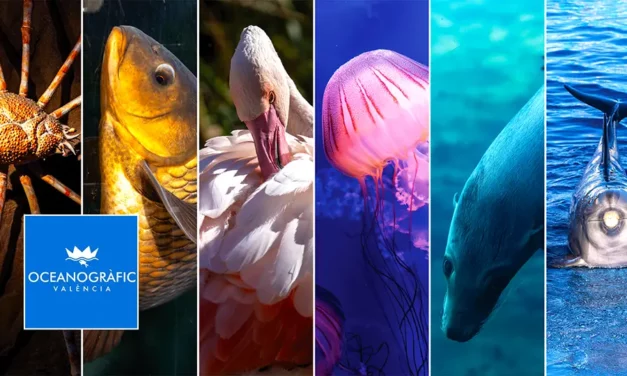 Oceanarium w Walencji podwodna przygoda w akwarium