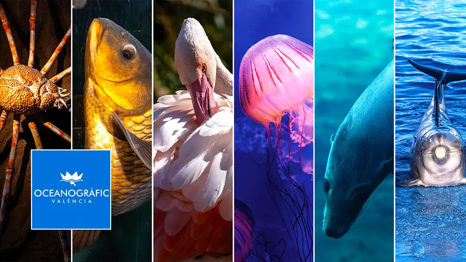 Oceanarium w Walencji