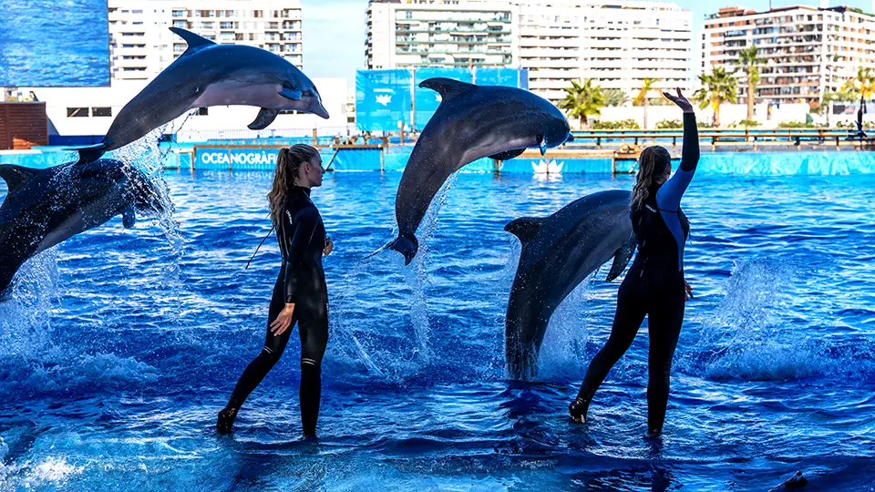 Delfinarium w Oceanarium w Walencji