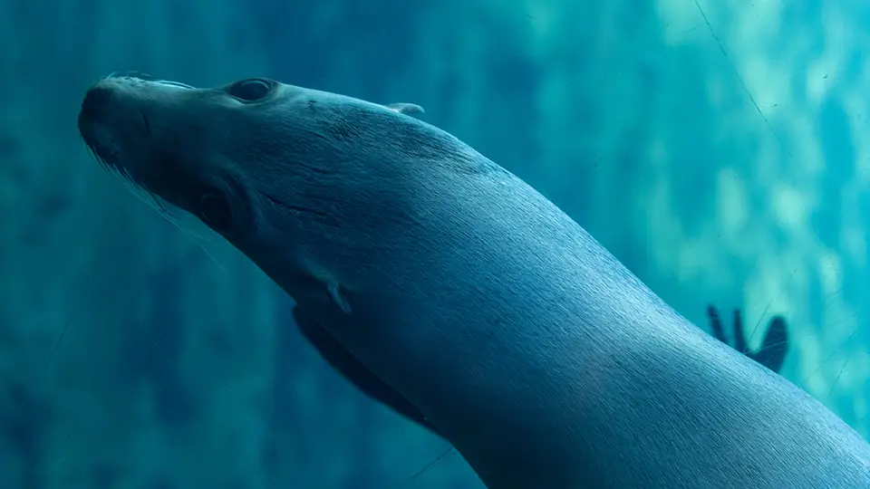 Foka z Oceanarium w Walencji