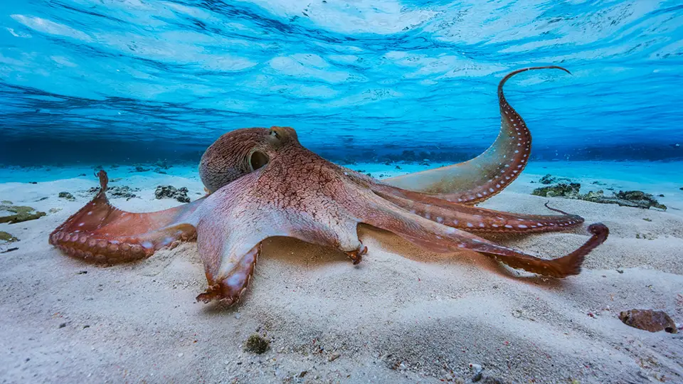 Ośmiornica na dnie oceanu