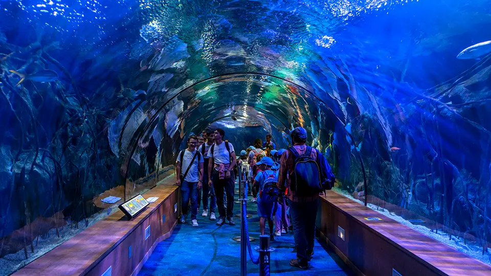 Tunel podwodny w Oceanarium w Walencji