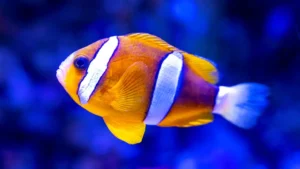 Rybka z bajki gdzie jest Nemo. Oceanarium w Walencji