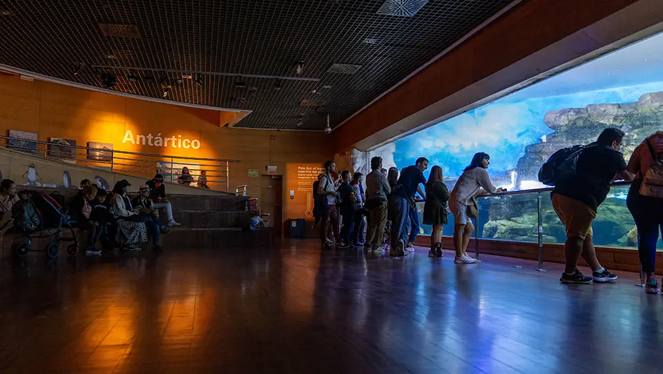Pingwiny w Oceanarium w Walencji