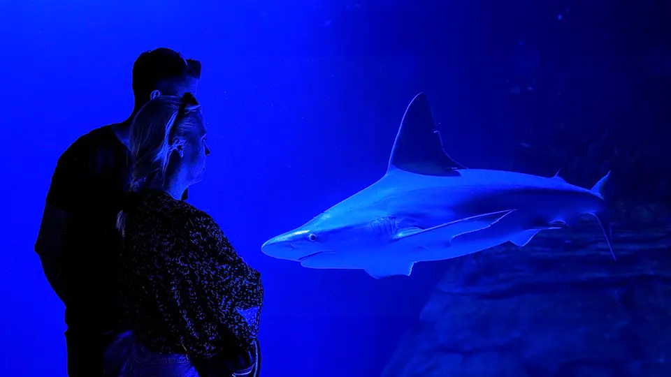 Oceanarium w Walencji i rekin oraz turyści