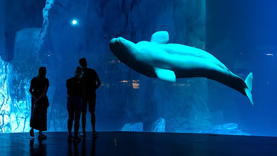 Wieloryb z Oceanarium w Walencji