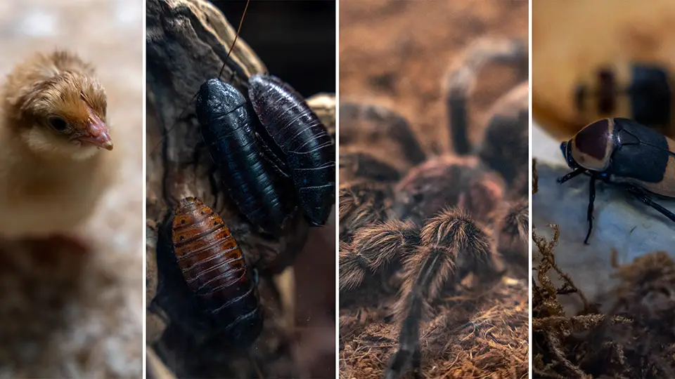 Owady insekty oraz zwierzęta w Muzeum Nauki w Walencji