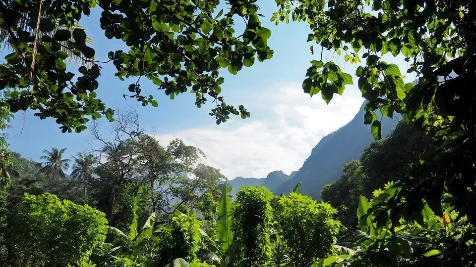 Dżungla na wyspie Mindoro na Filipinach