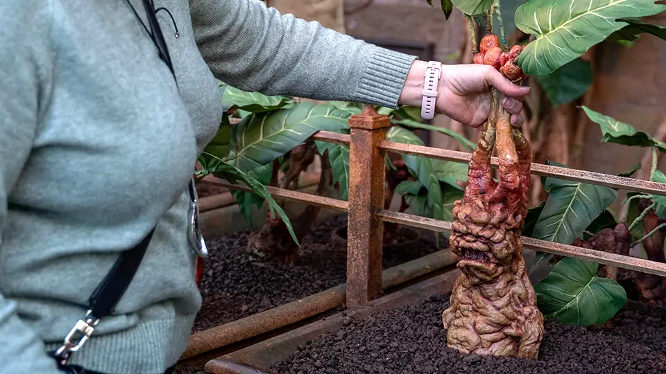 Zwiedzanie Warner Bros Studio w Londynie. Szklarnia profesor Sprout 