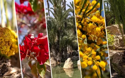 Park El Palmeral w Alicante idealne miejsce na spacery