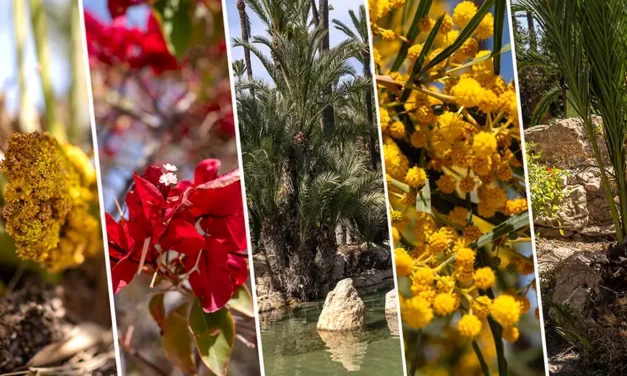 Park El Palmeral w Alicante idealne miejsce na spacery i relaks