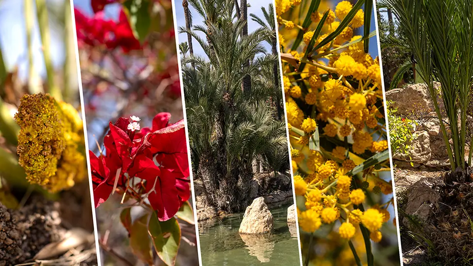 Park El Palmeral w Alicante idealne miejsce na spacery i relaks