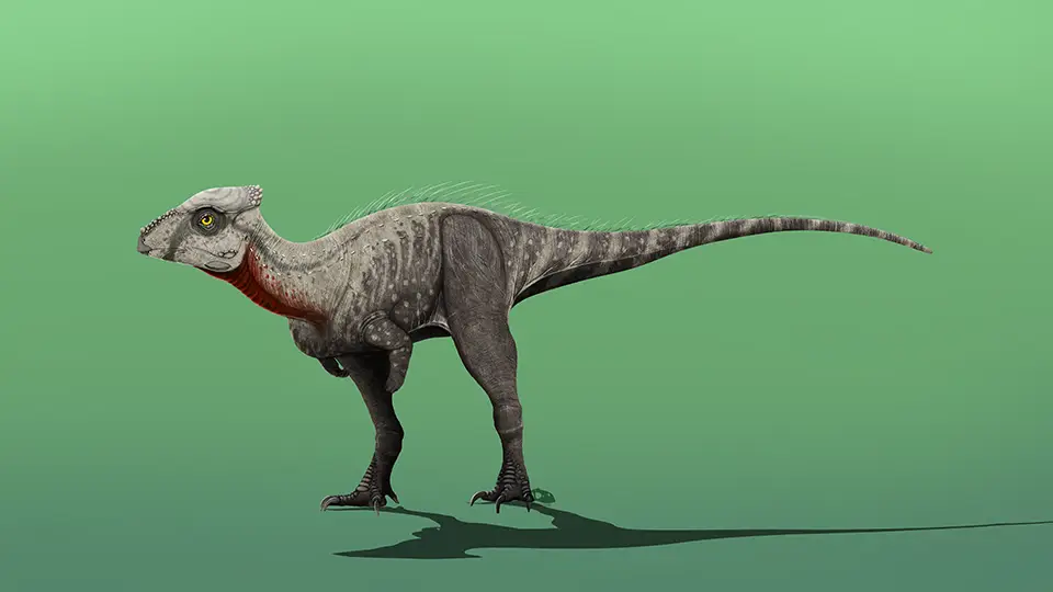 Ciekawostki o dinozaurach. Najmniejsze dinozaury