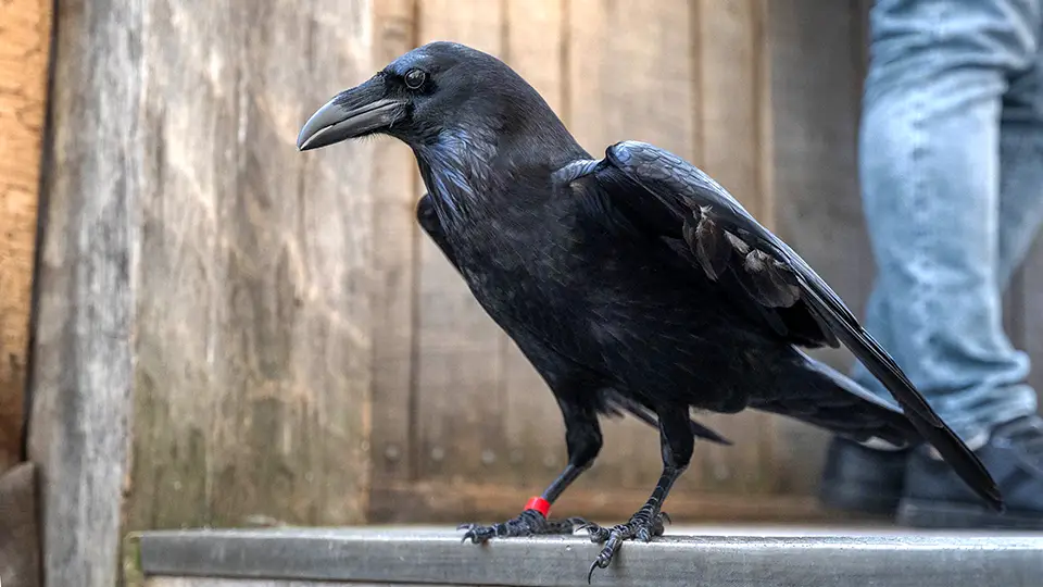 Tower of London jeden z kruków żyjący w twierdzy