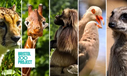 Bristol ZOO Project ogród zoologiczny w Bristolu