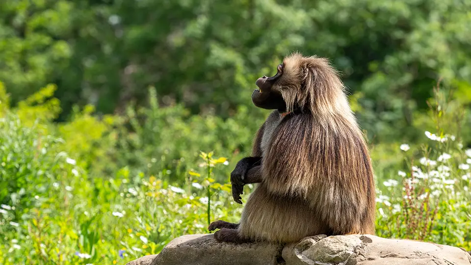 Ogród zoologiczny Bristol ZOO Project Dżelada brunatna