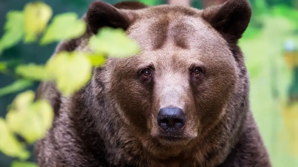 Ogród zoologiczny Bristol ZOO Project niedźwiedź brunatny