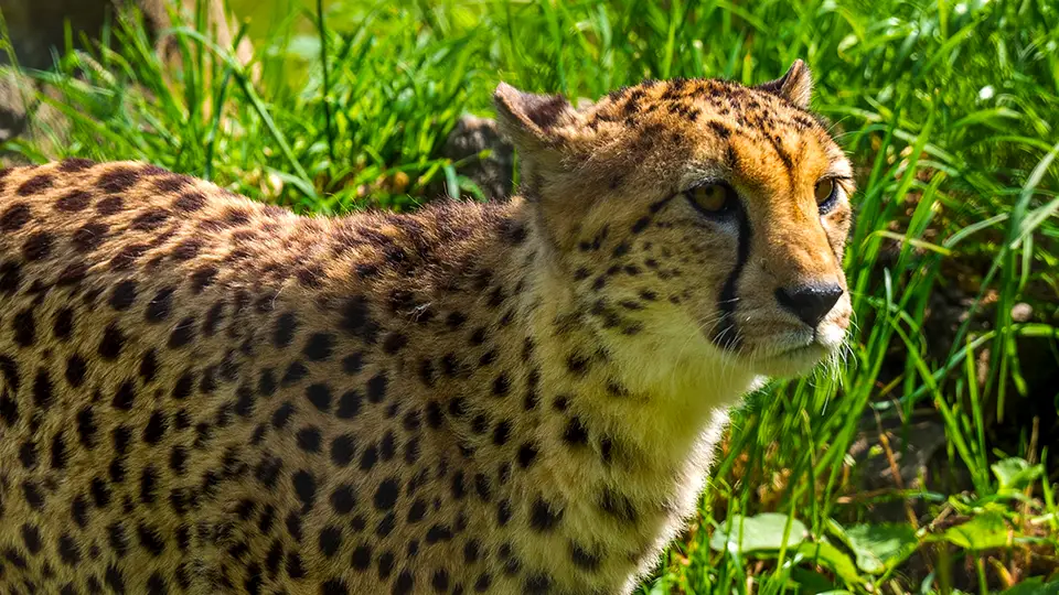Ogród zoologiczny Bristol ZOO Project gepard