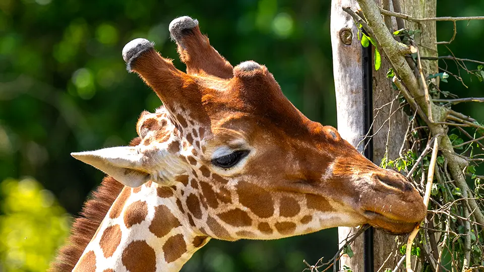 Ogród zoologiczny Bristol ZOO Project żyrafa