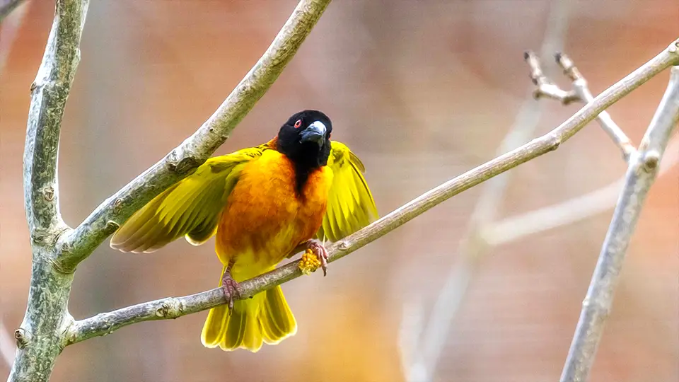 Ogród zoologiczny Bristol ZOO Project ptak