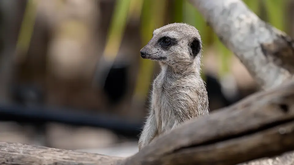 Ogród zoologiczny Bristol ZOO Project surykatka