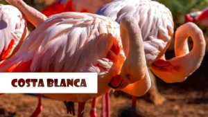 Hiszpania Costa Blanca czerwone flamingi