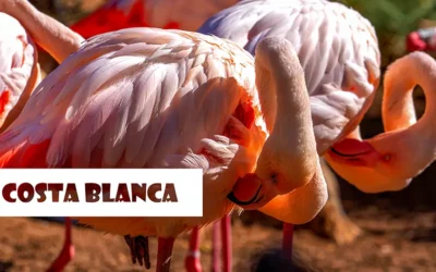 Atrakcje na Costa Blanca, czyli co robić i co zobaczyć