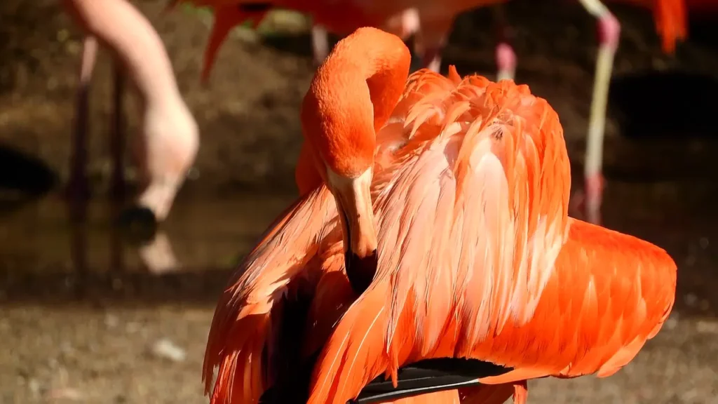 Flaming czerwony z ZOO w Elche