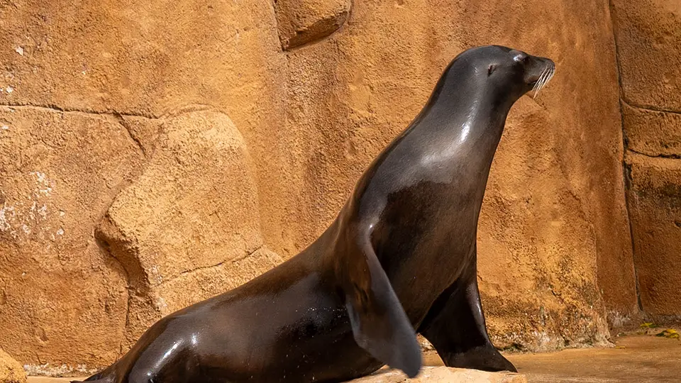 Uszatka kalifornijaska, foka z ZOO w Elche