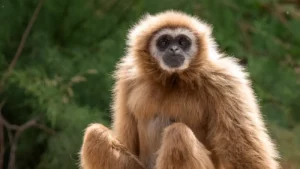 Rio Safari Elche gibon białoręki
