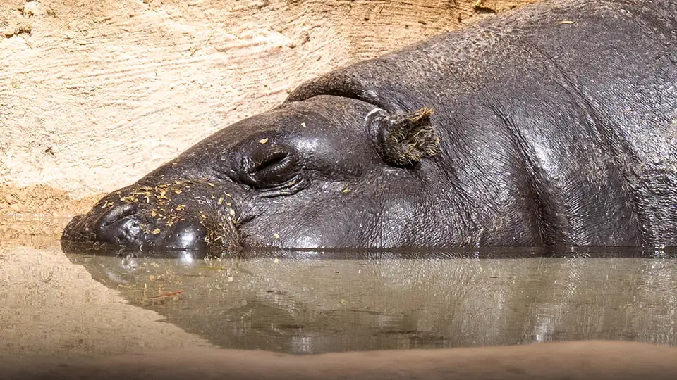 Rio Safari Elche hipopotam karłowaty