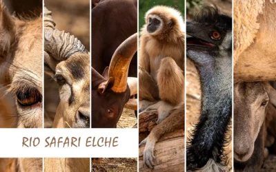 Rio Safari Elche i park wodny Splash Park na Costa Blanca