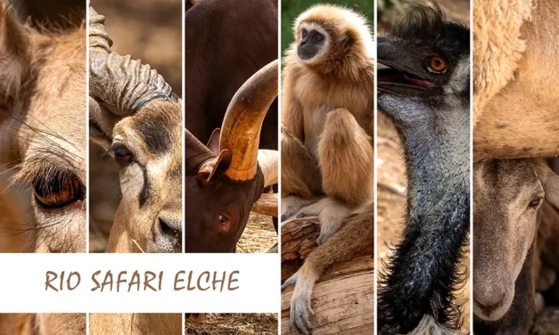 Rio Safari Elche i park wodny Splash Park na Costa Blanca