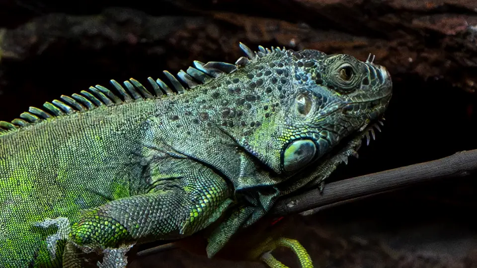 Jaszczurka z ogrodu zoologicznego w Elche