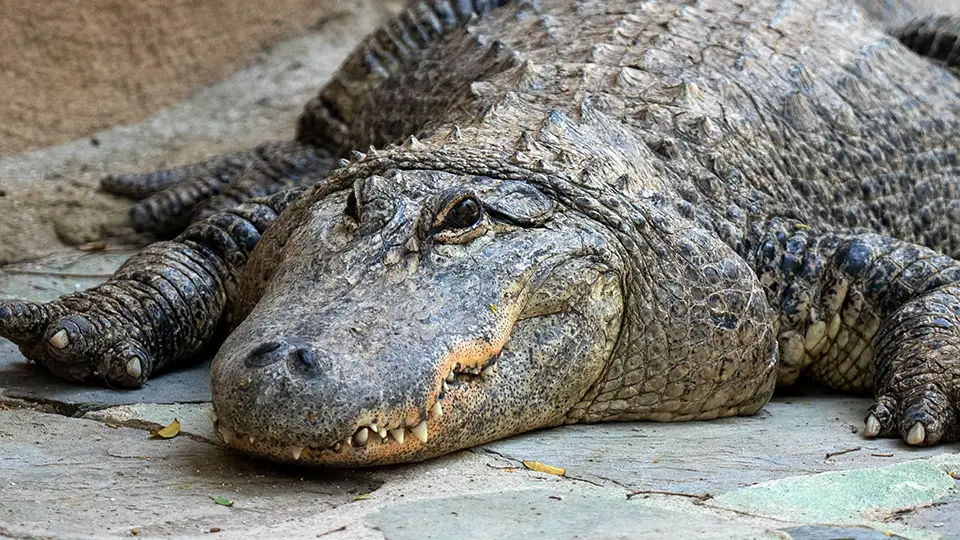 Krokodyl, Aligator z ogrodu zoologicznego w Elche